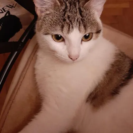 Brumar